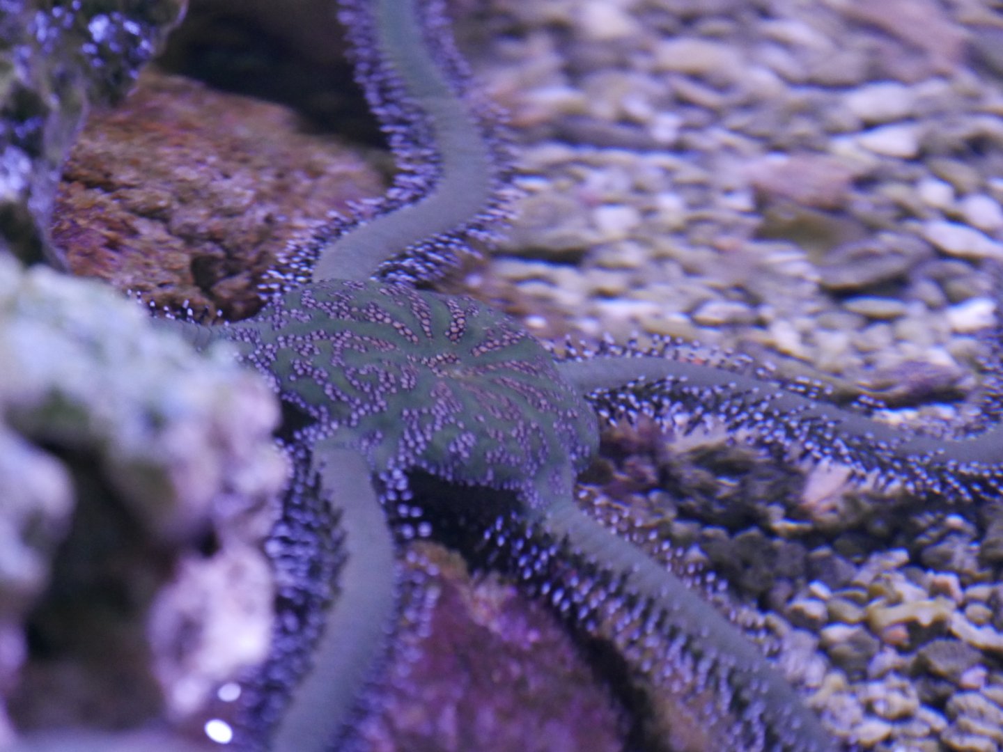 Green Brittle Star - Ophiarachna sp