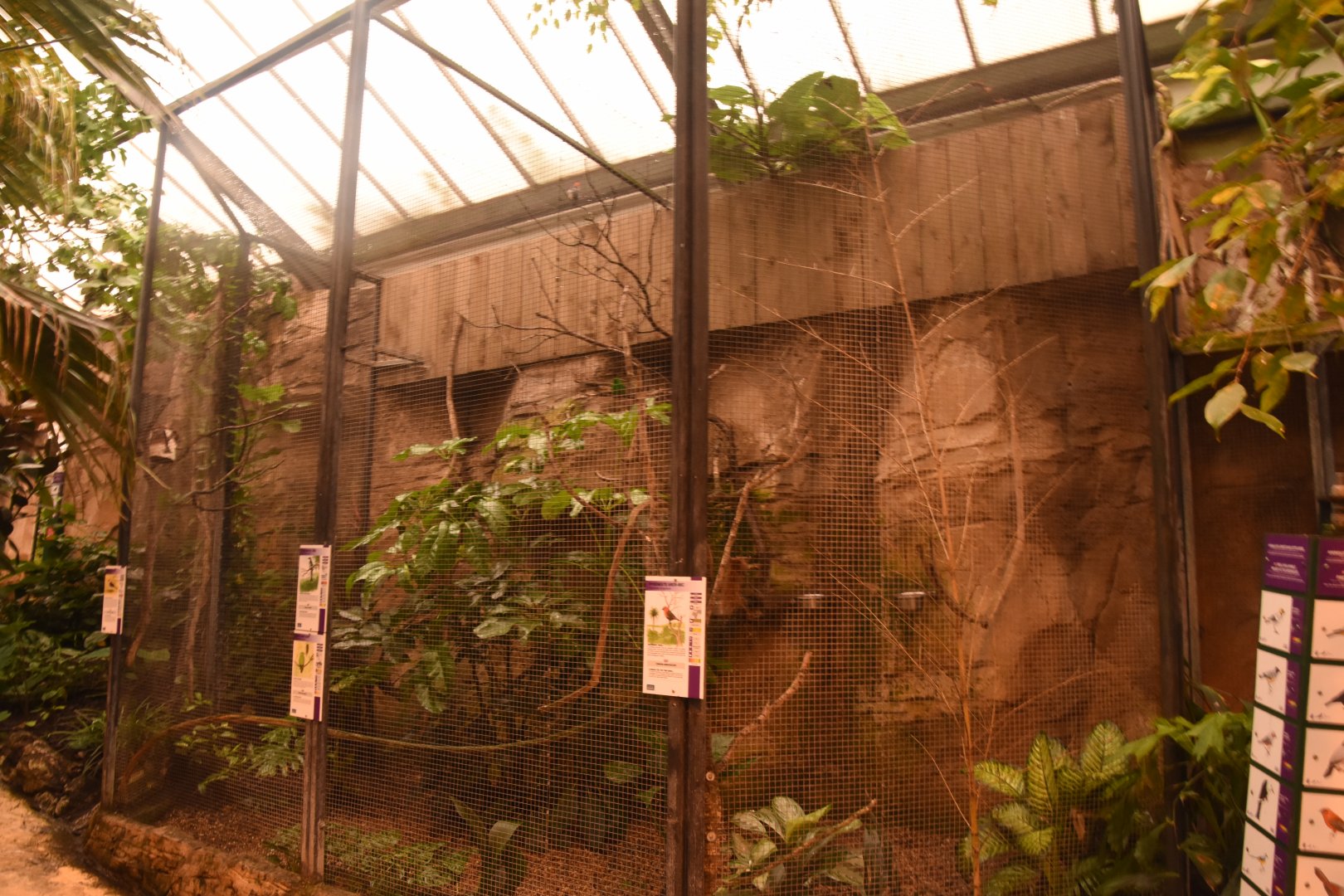 Green Broadbill aviary