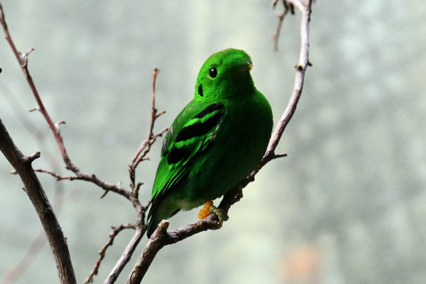 Green Broadbill (Calyptomena viridis), Male