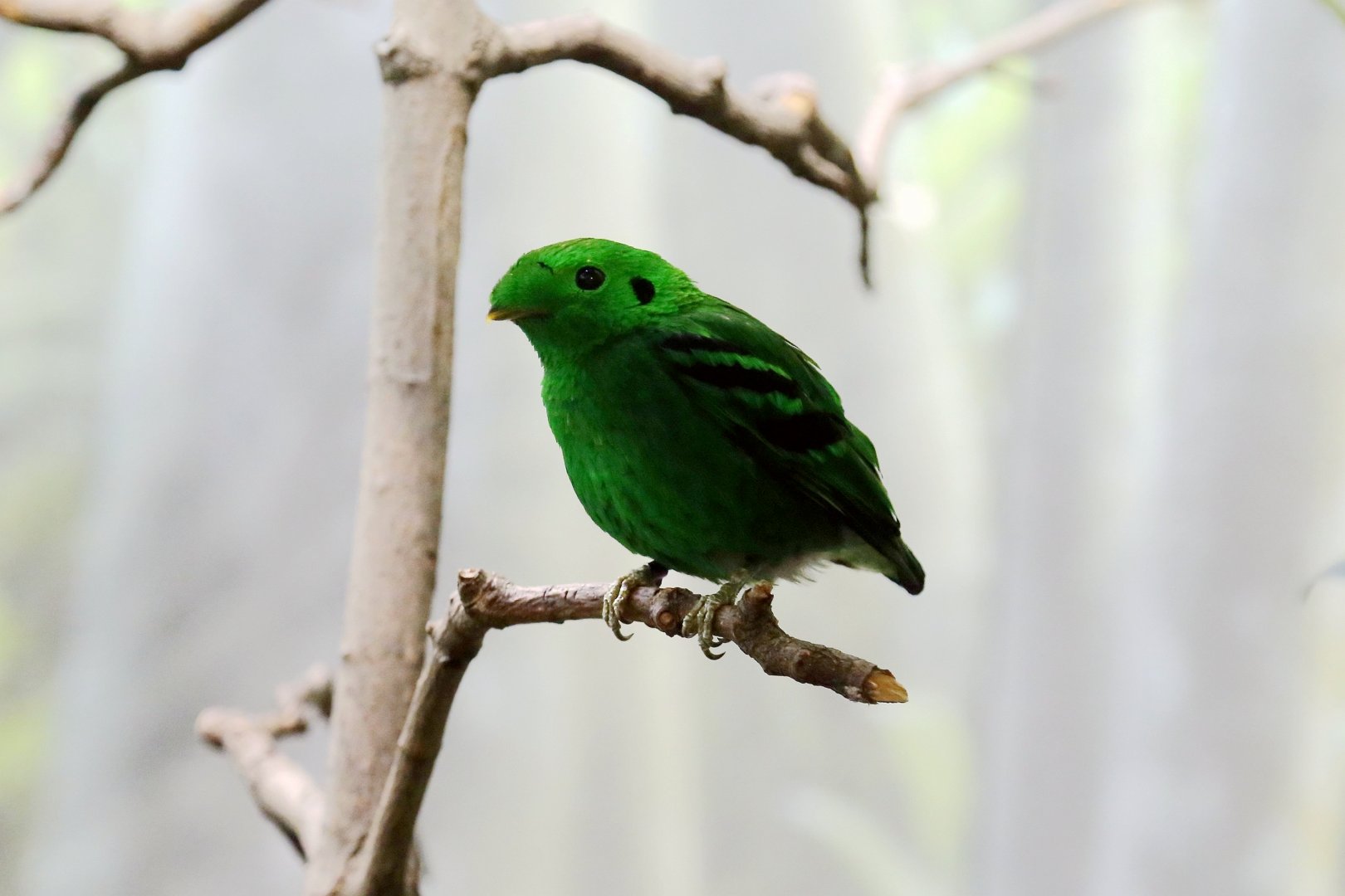 Green Broadbill (Calyptomena viridis), Male
