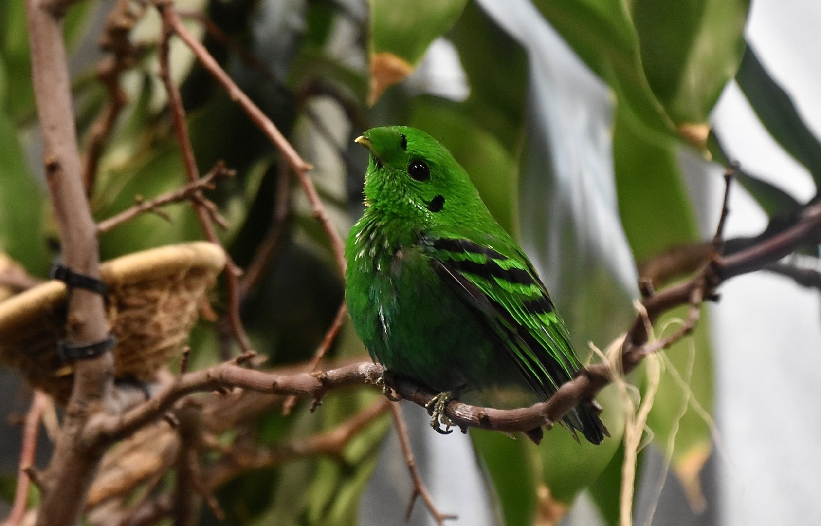 Green Broadbill (Calyptomena viridis) male