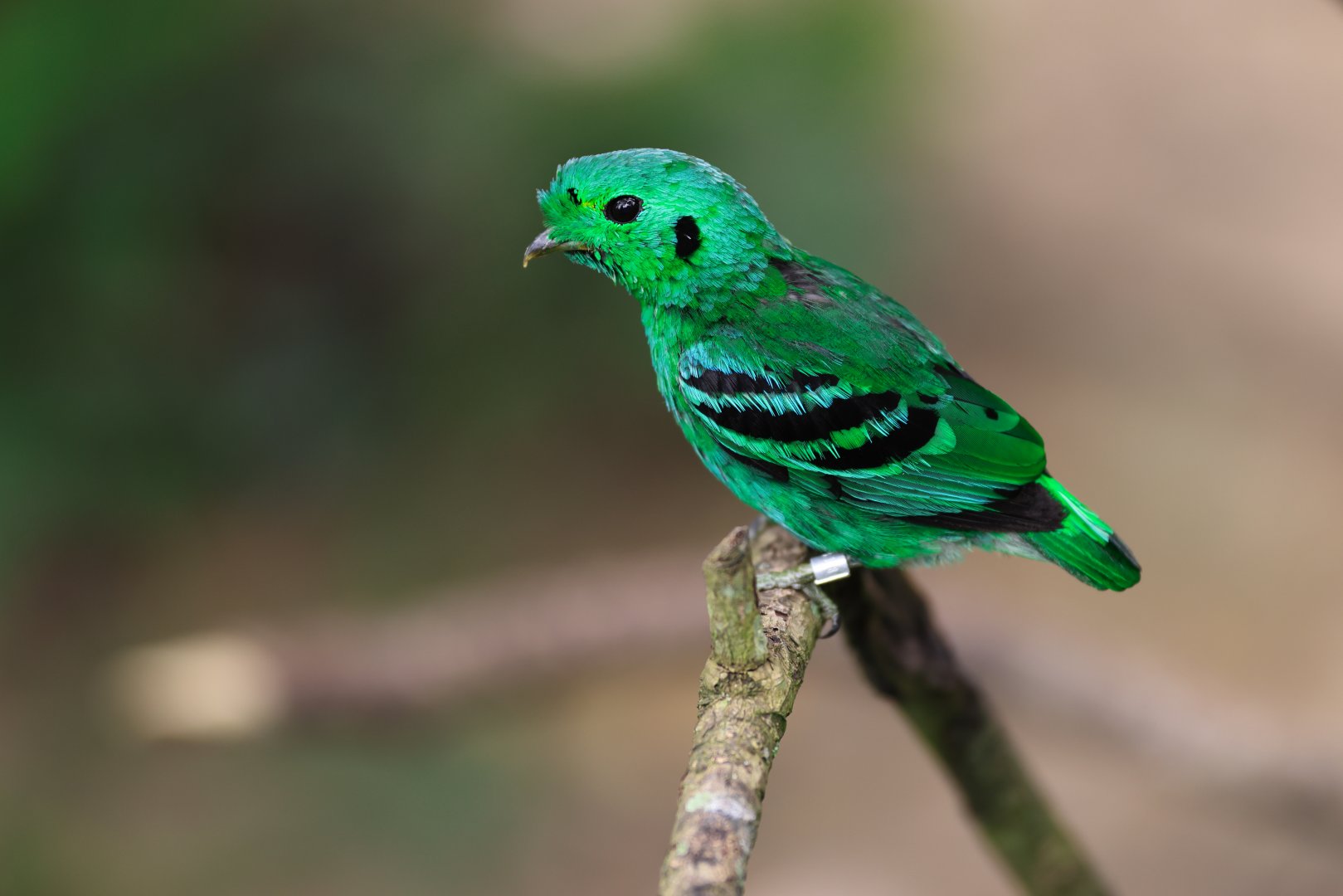 Green Broadbill (Calyptomena viridis) - Songs of the Forest