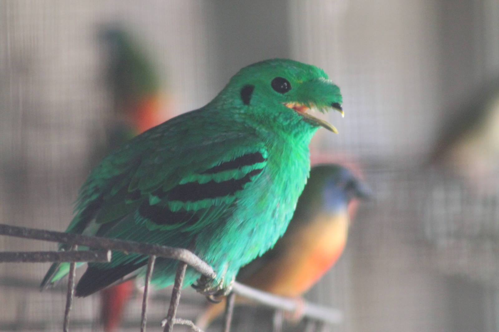 green broadbill (Calyptomena viridis)