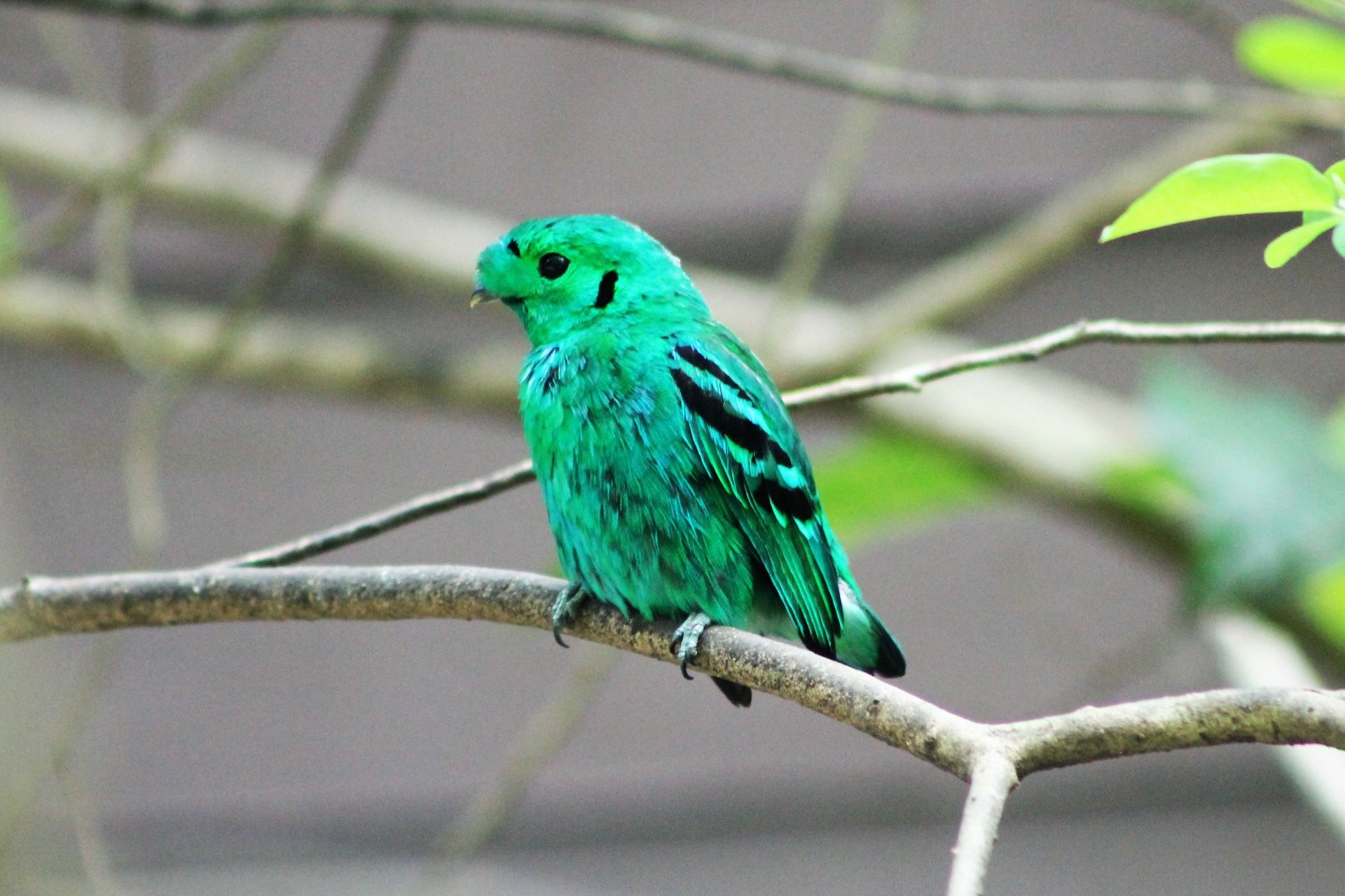 Green Broadbill (Calyptomena viridis)