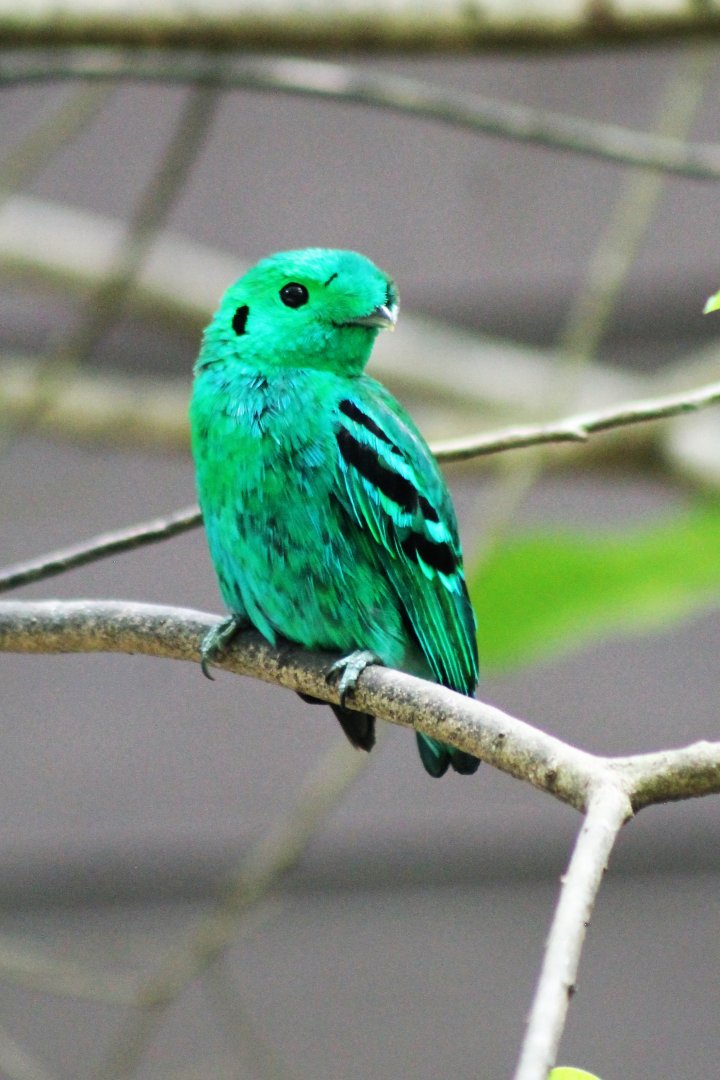 Green Broadbill (Calyptomena viridis)
