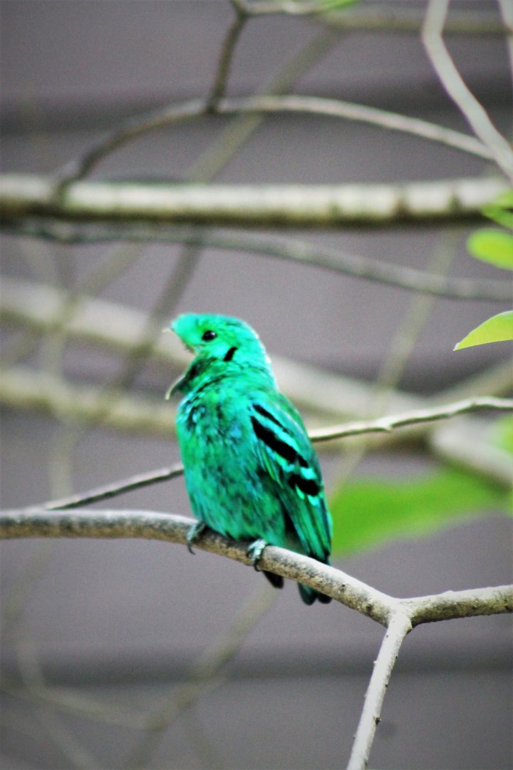 Green Broadbill (Calyptomena viridis)