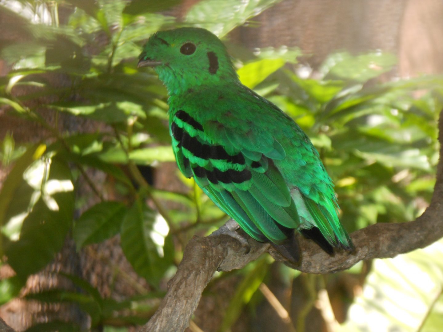 Green Broadbill (Calyptomena viridis)