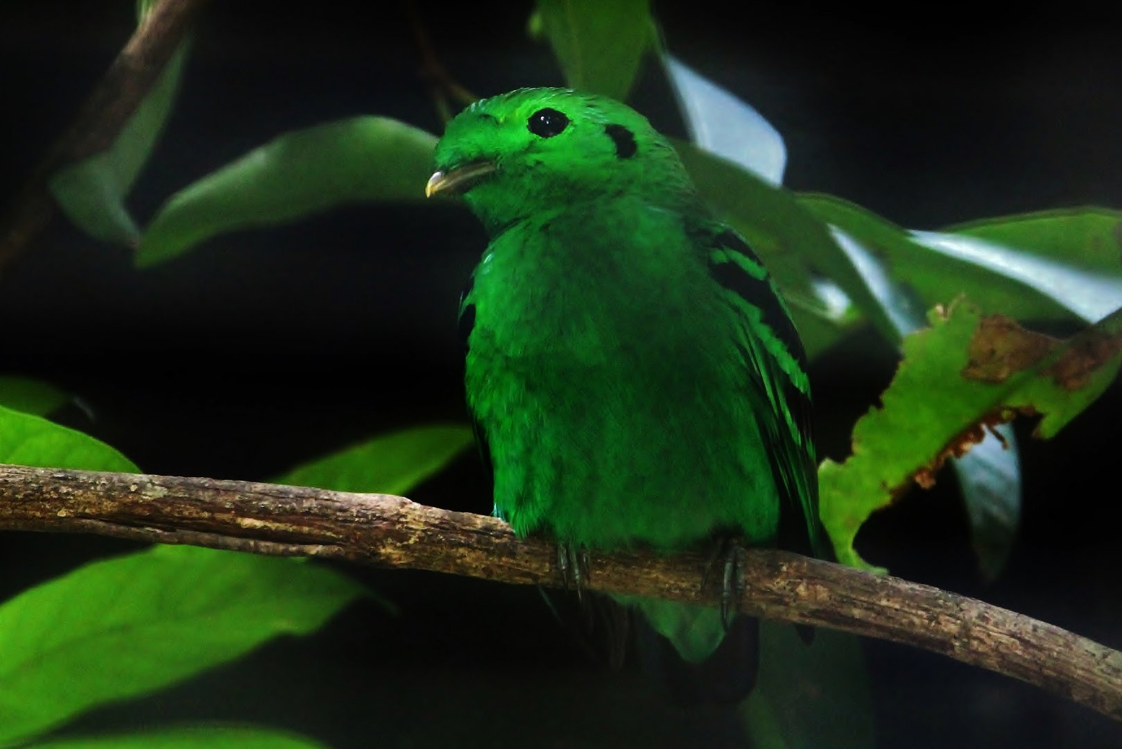 Green Broadbill (Calyptomena viridis)