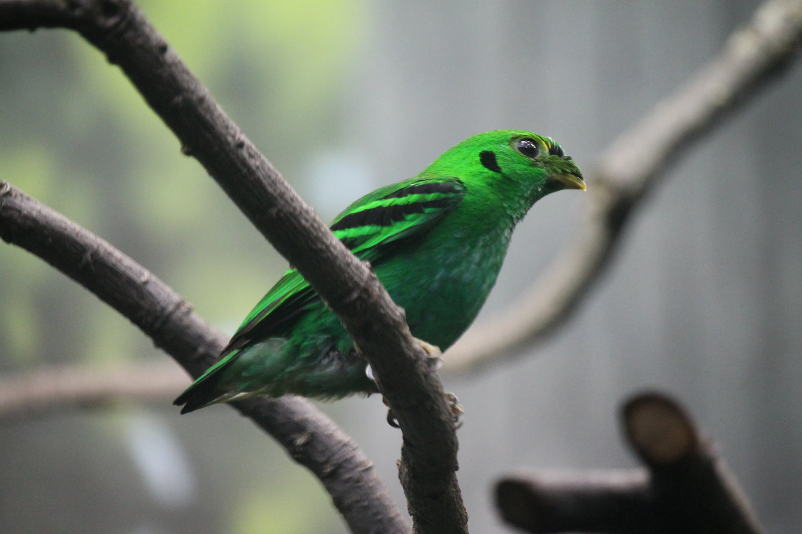 Green Broadbill (Calyptomena viridis)