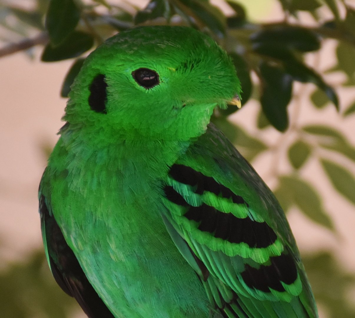 Green Broadbill (Calyptomena viridis)