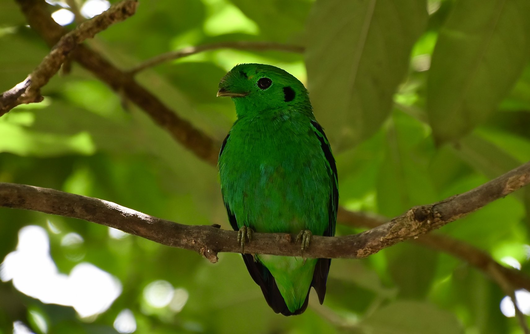Green Broadbill (Calyptomena viridis)