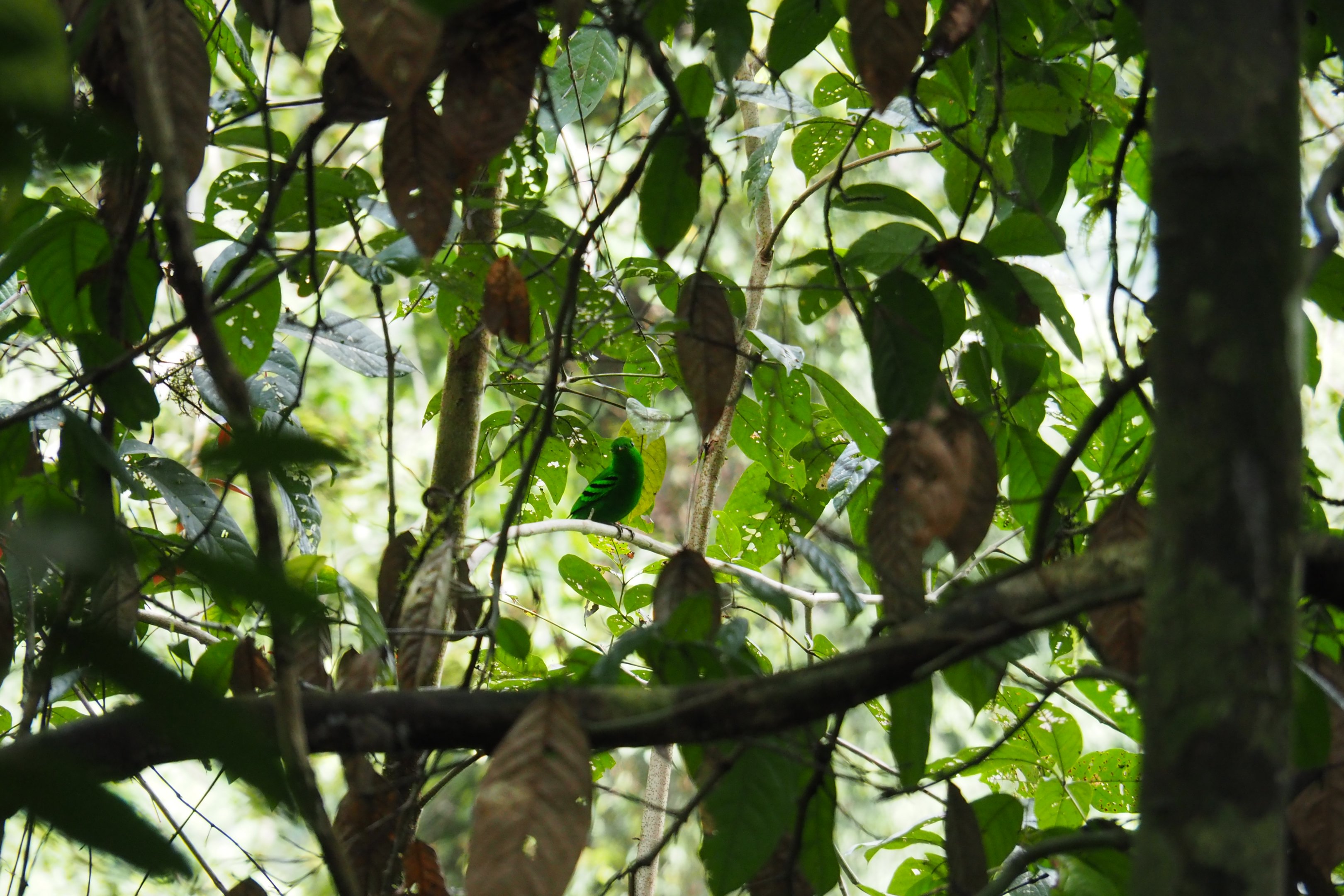 Green Broadbill - Danum Valley, Sabah, Borneo
