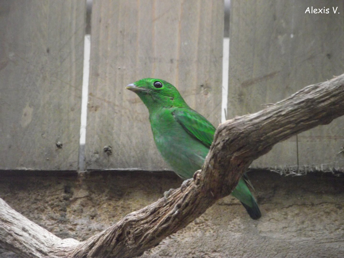 Green Broadbill (female) - Zooparc de Beauval - 04/2018