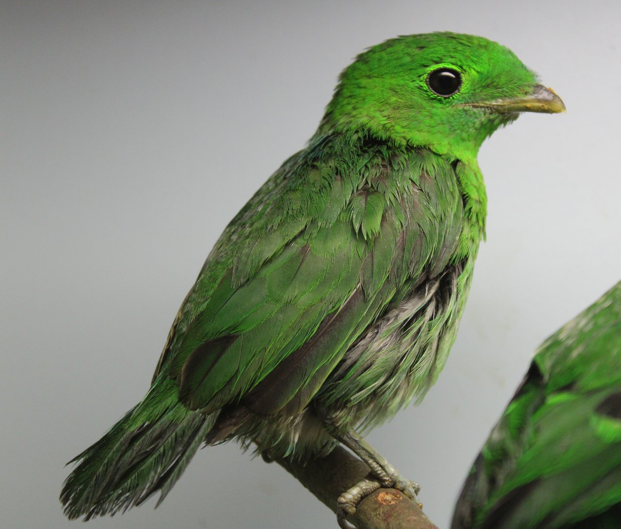 Green broadbill - female