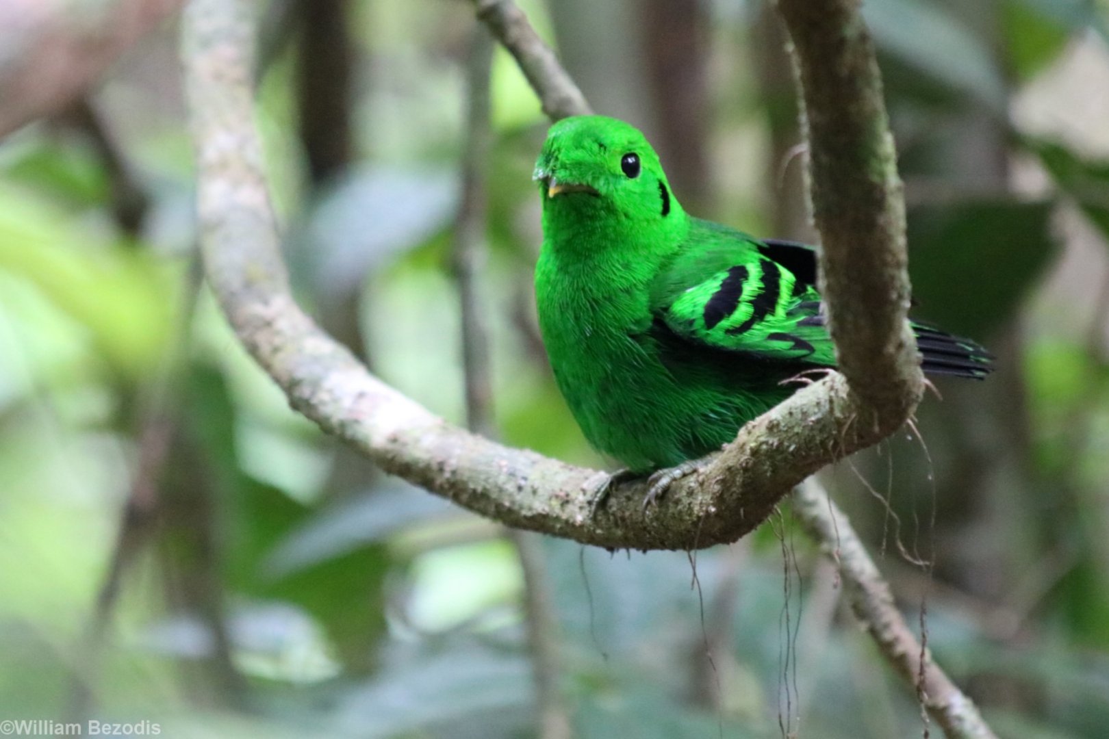 Green Broadbill - Taman Negara