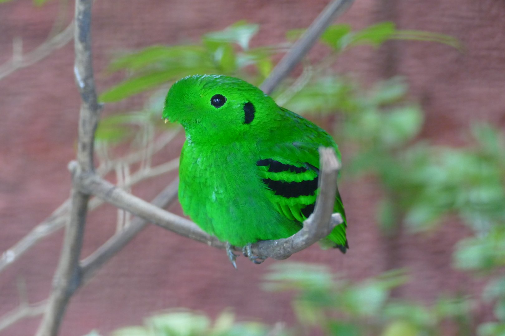 Green Broadbill