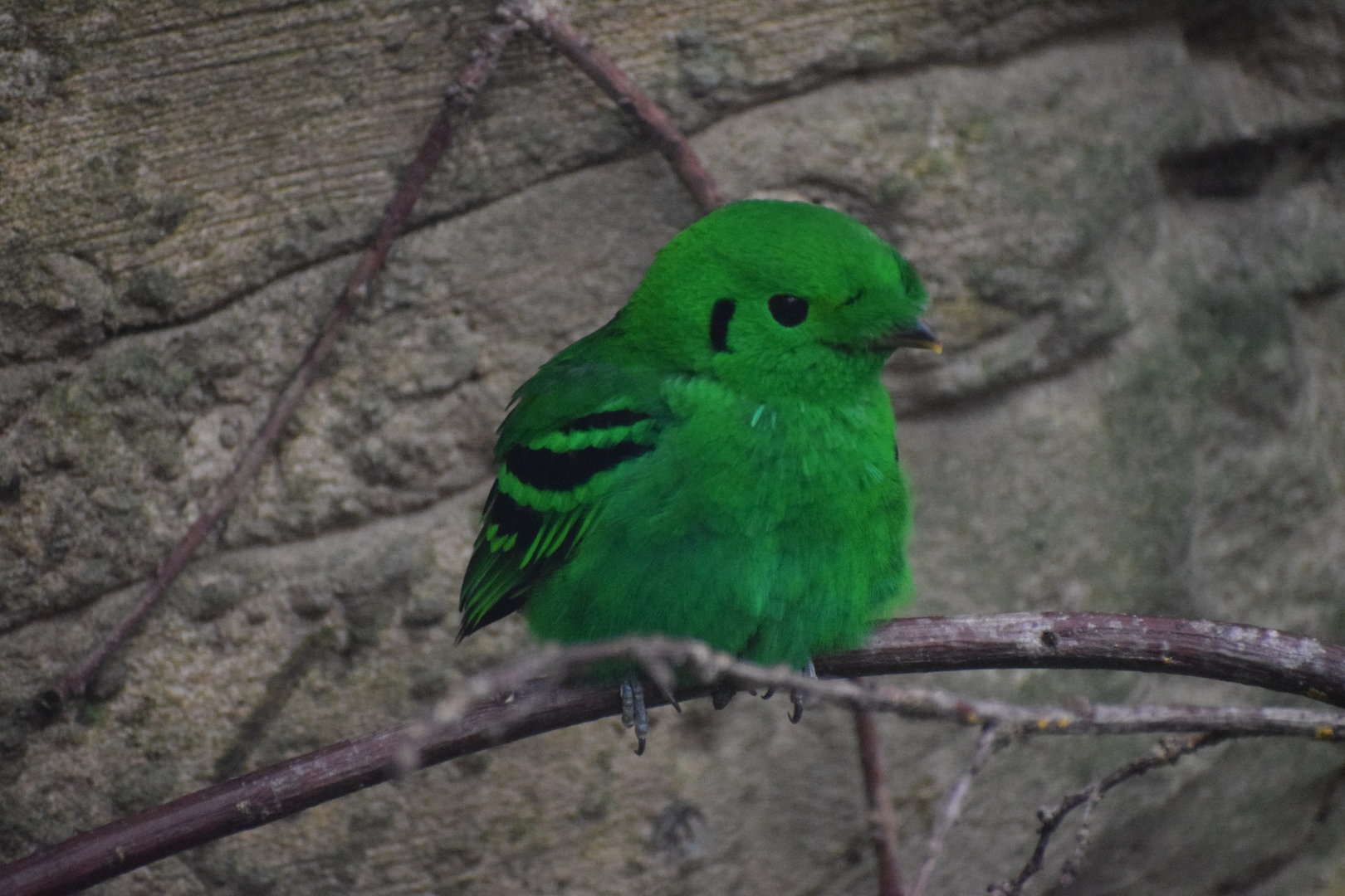 Green broadbill