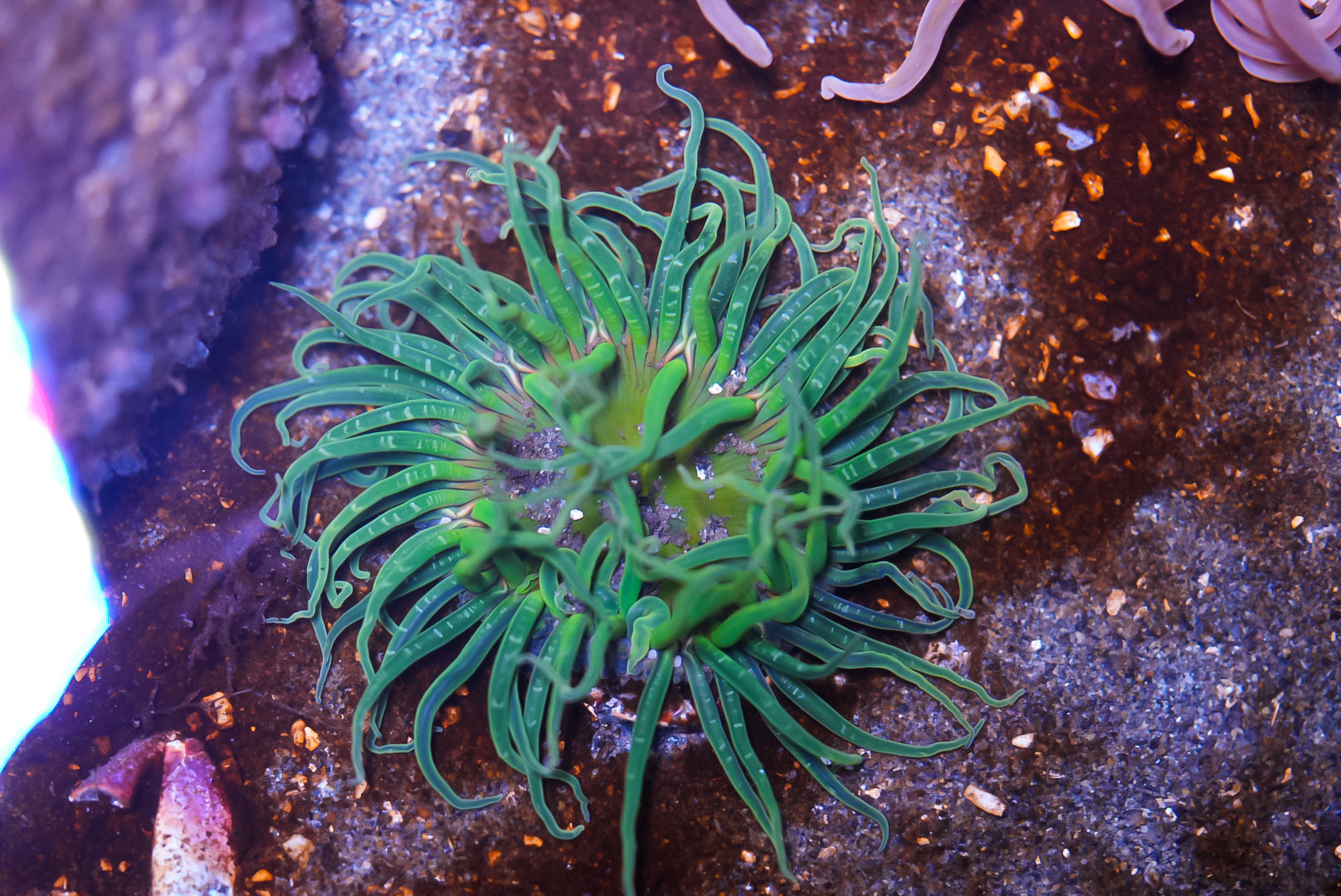 Green Burrowing Anemone (MaST Aquarium)
