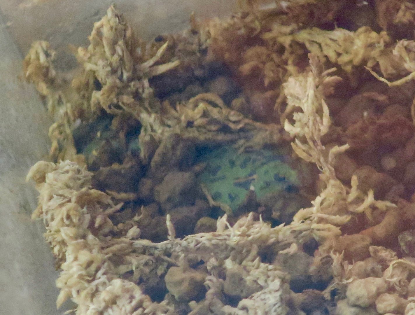 Green Burrowing Frog (Scaphiophryne marmorata)