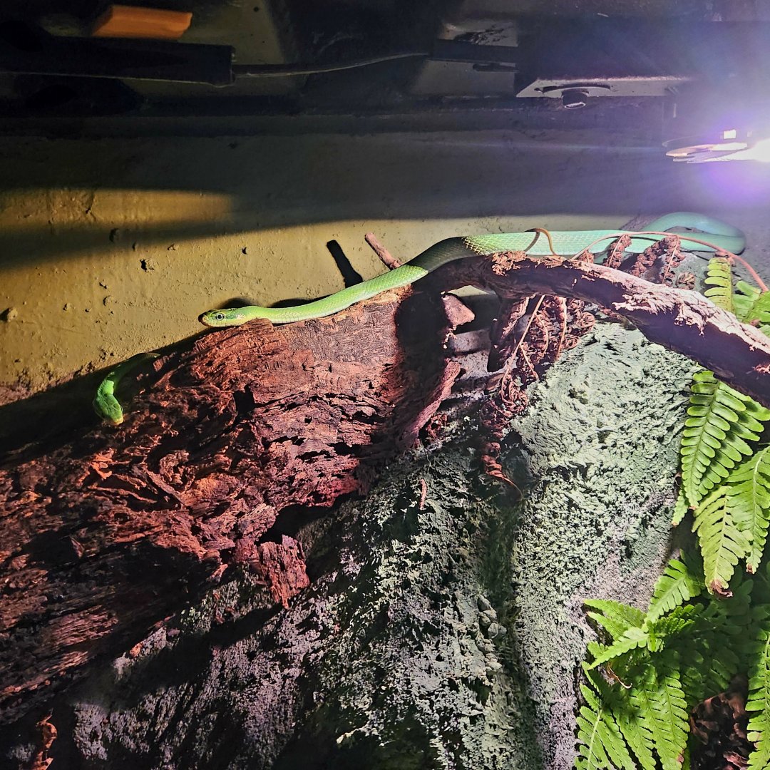 Green Bush Rat Snakes (Gonyosoma prasinum)