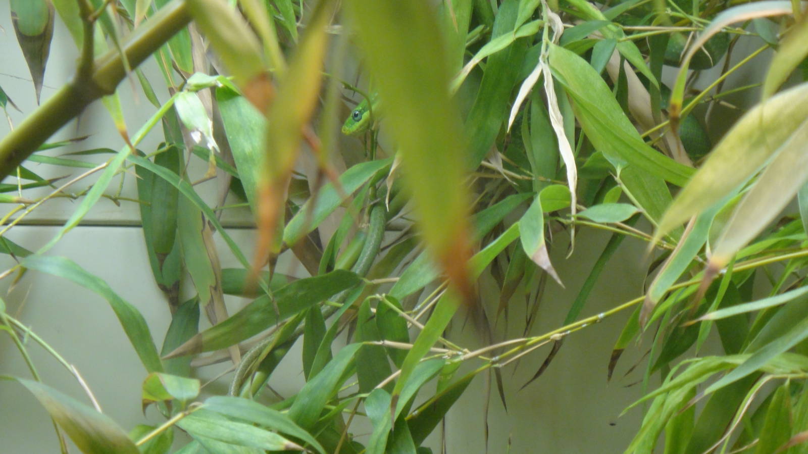 Green Bush Ratsnake at Dallas zoo 2015-03-12