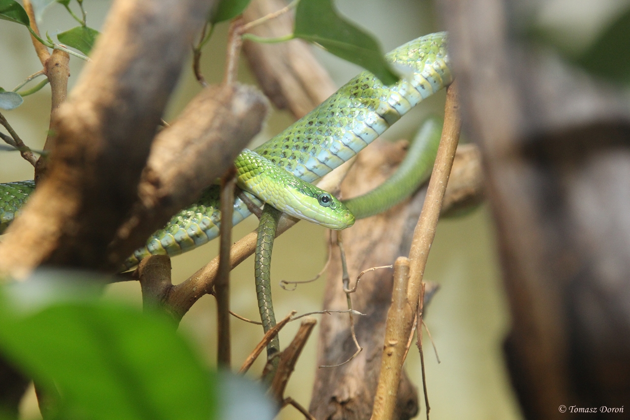 Green bush ratsnake (Gonyosoma prasinum)