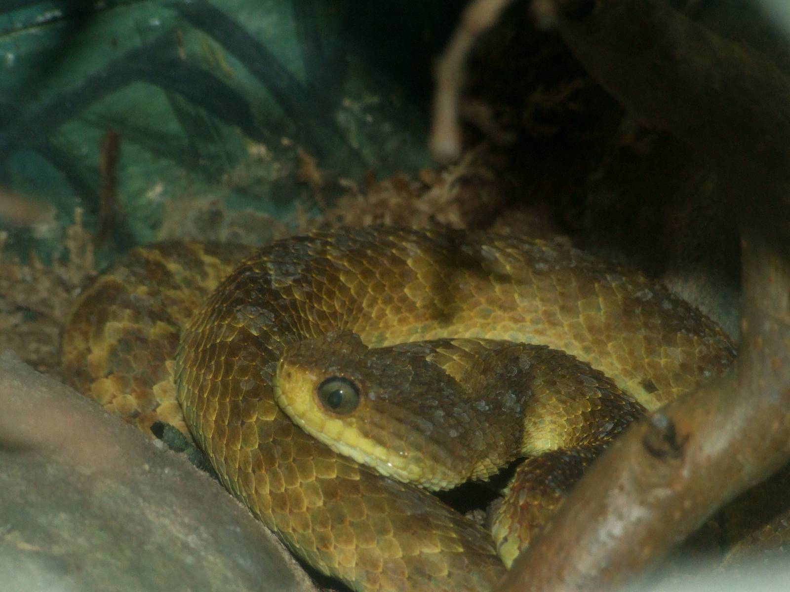 Green Bush-Viper at Jacksonville, 10/10/13