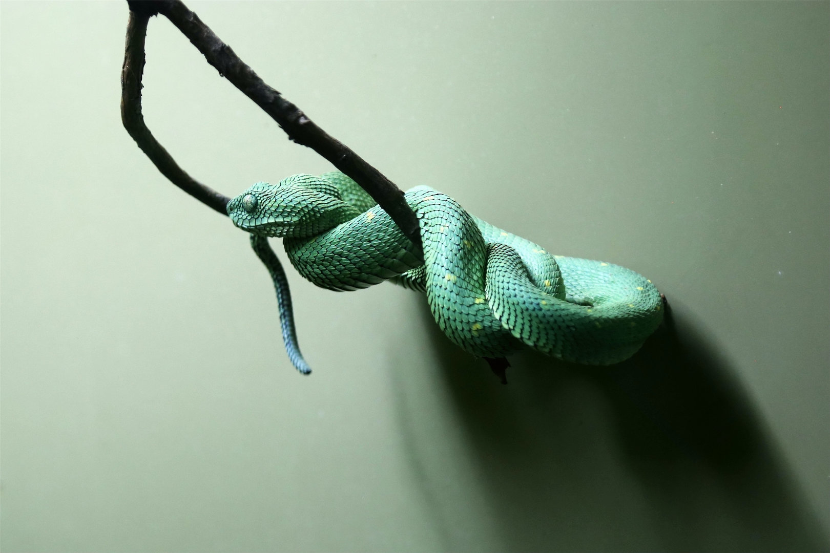 Green Bush Viper (Atheris chlorechis)