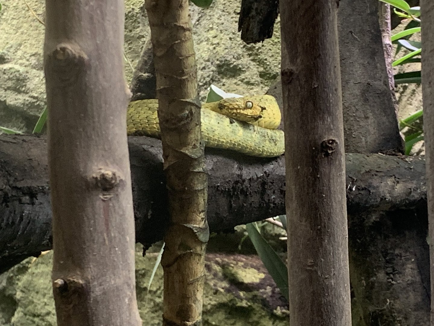 Green bush viper