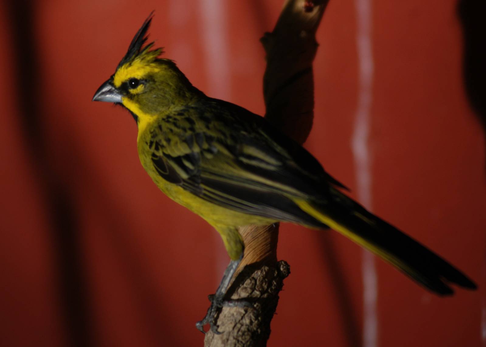 Green Cardinal (Gubernatrix cristata)