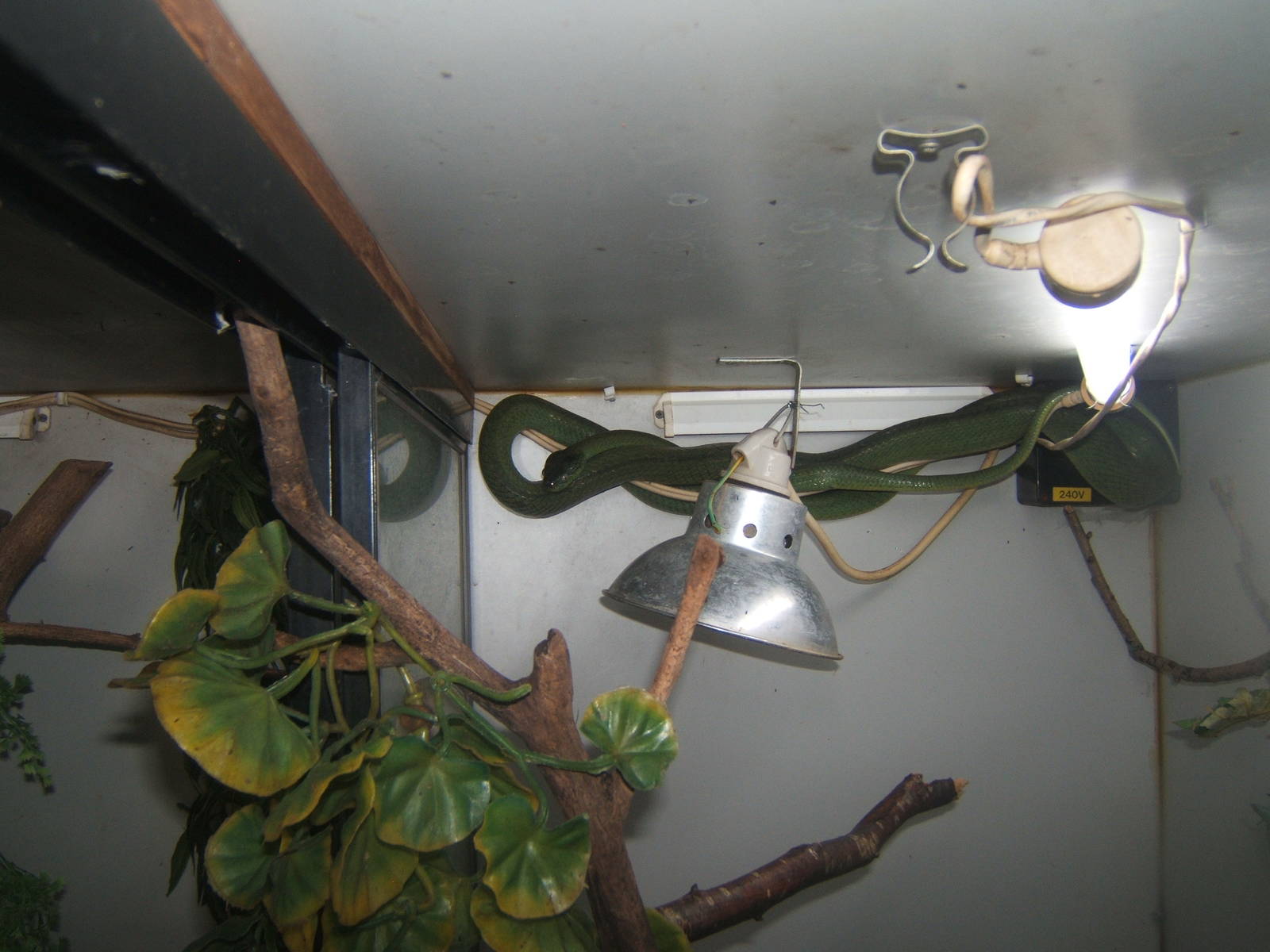 Green Cat-eyed Snake