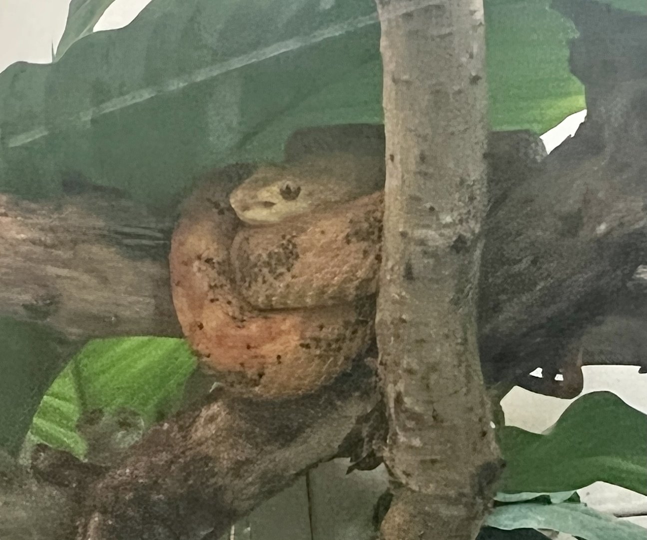 Green Cat-eyed Snake