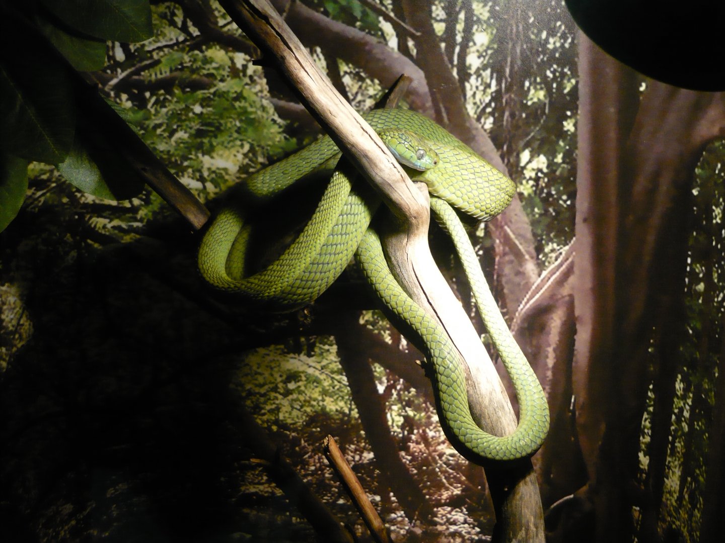 Green cat snake (Boiga cyanea)