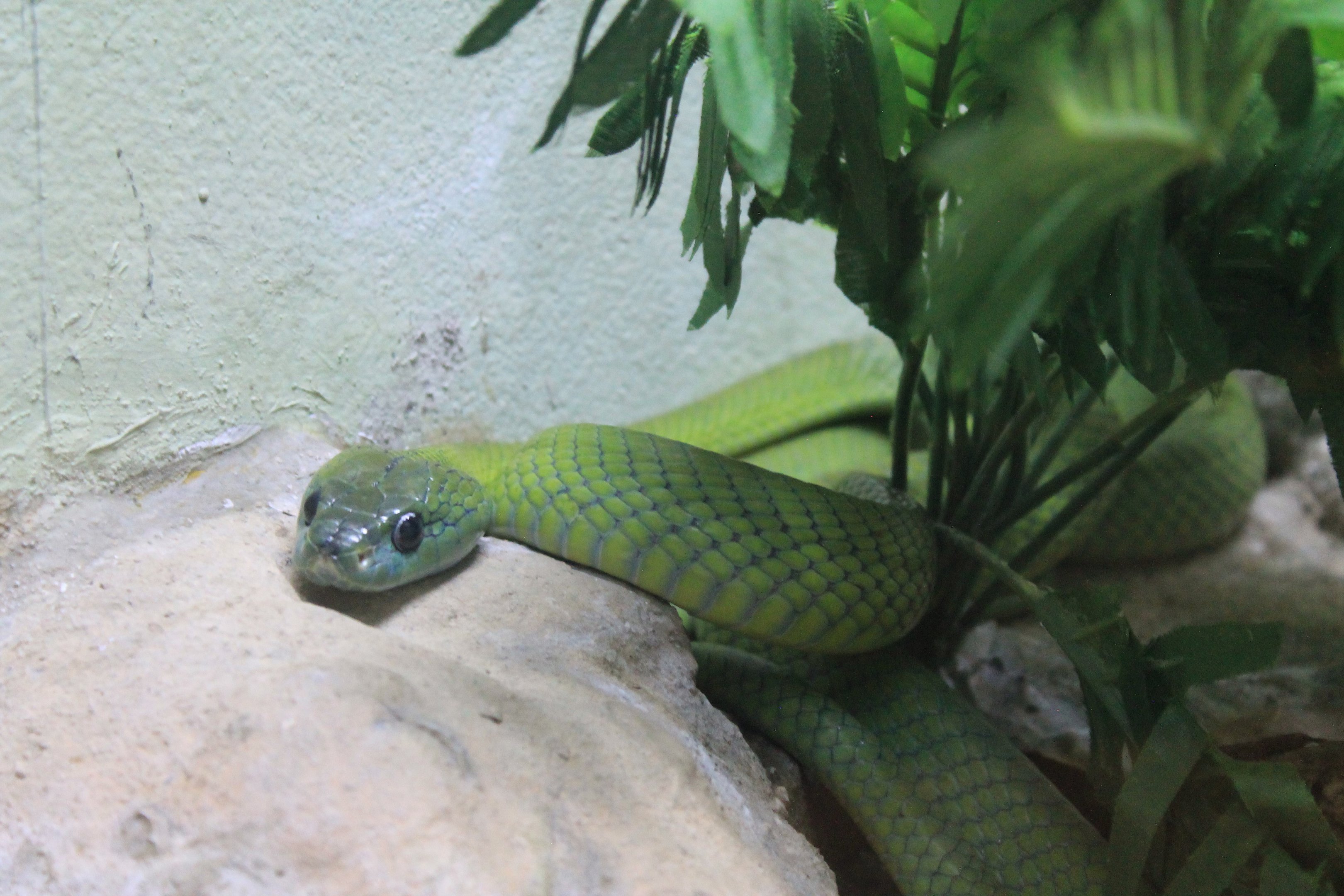 Green Cat Snake (Boiga cyanea)