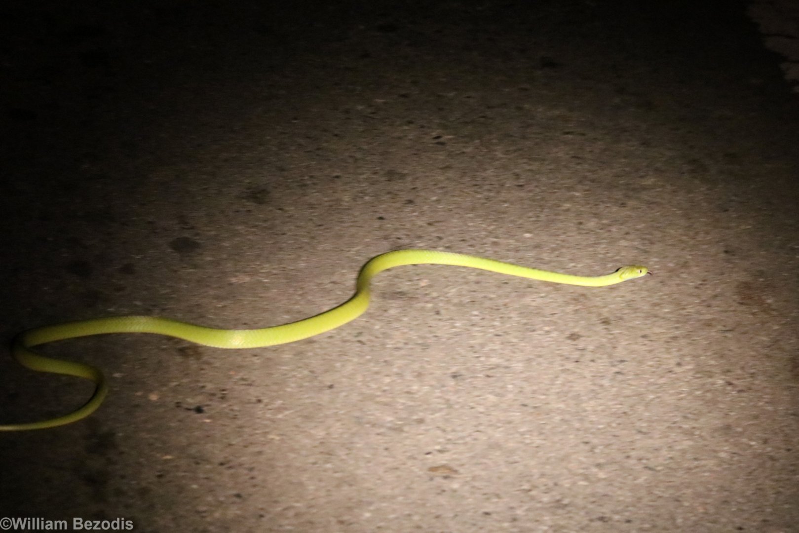 Green Cat Snake - Khao Yai National Park
