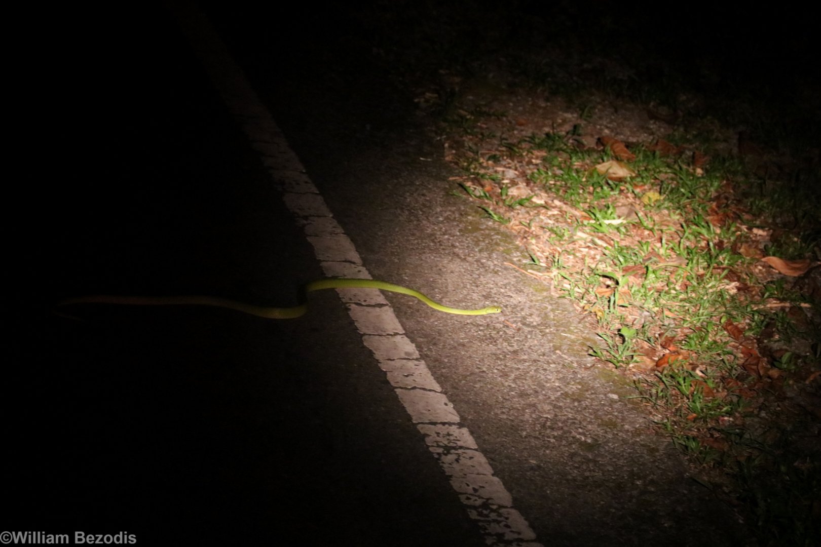 Green Cat Snake - Khao Yai National Park