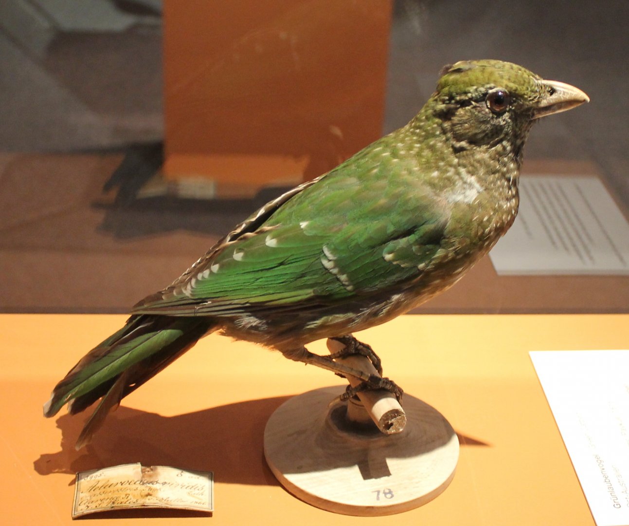 Green catbird - Ailuroedus crassirostris
