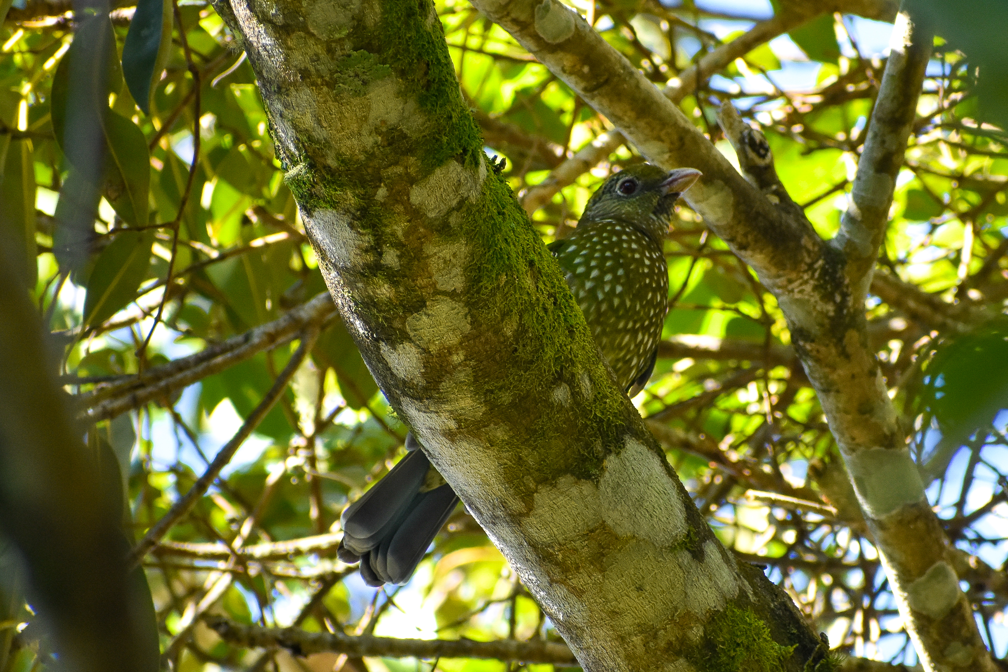 Green Catbird (Ailuroedus crassirostris)