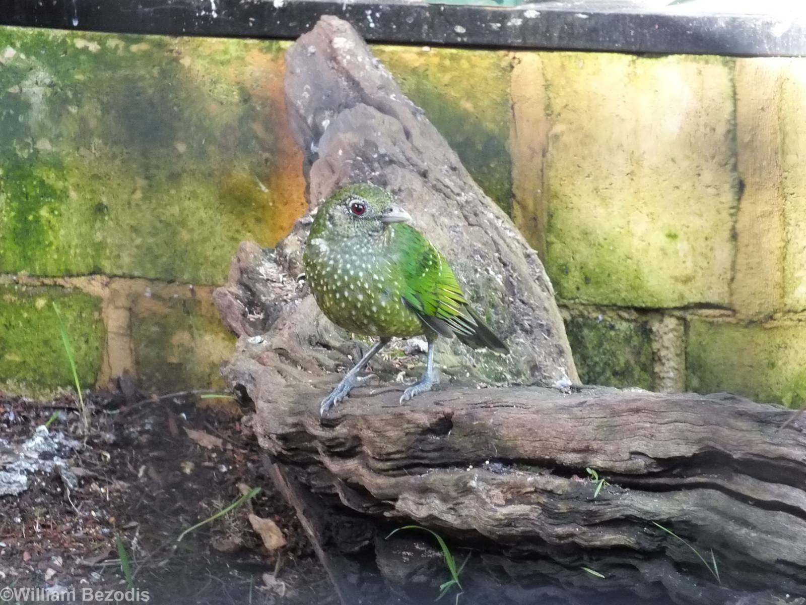 Green Catbird - Caversham Wildlife Park