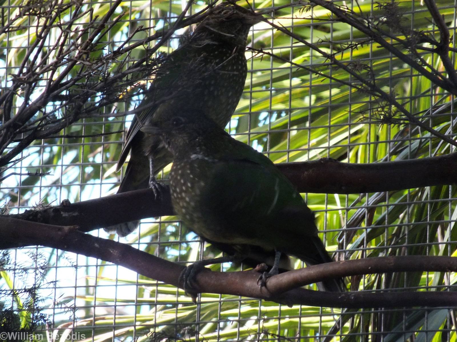 Green Catbird Pair - Caversham Wildlife Park