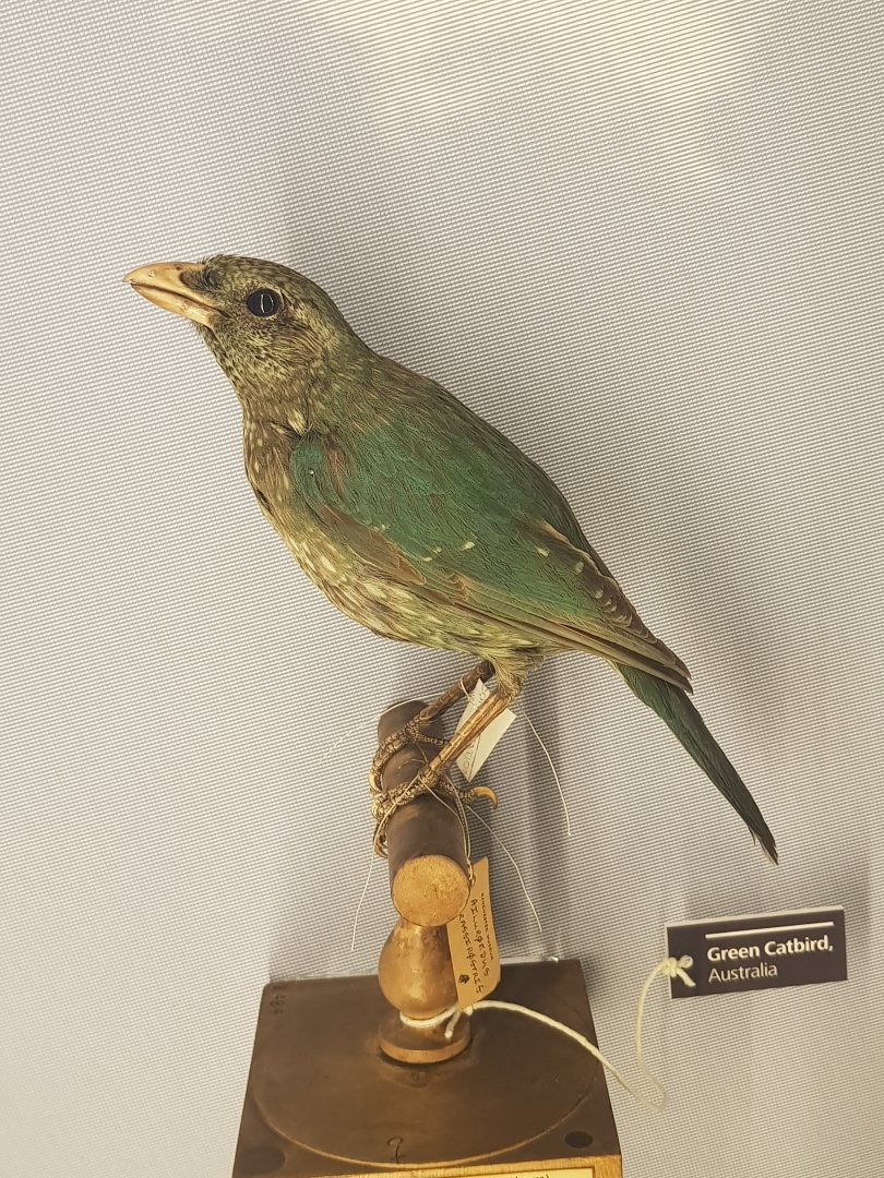 Green Catbird Taxidermy