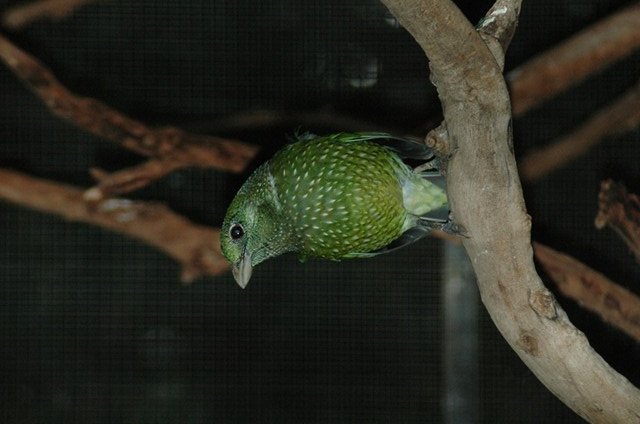 Green Catbird