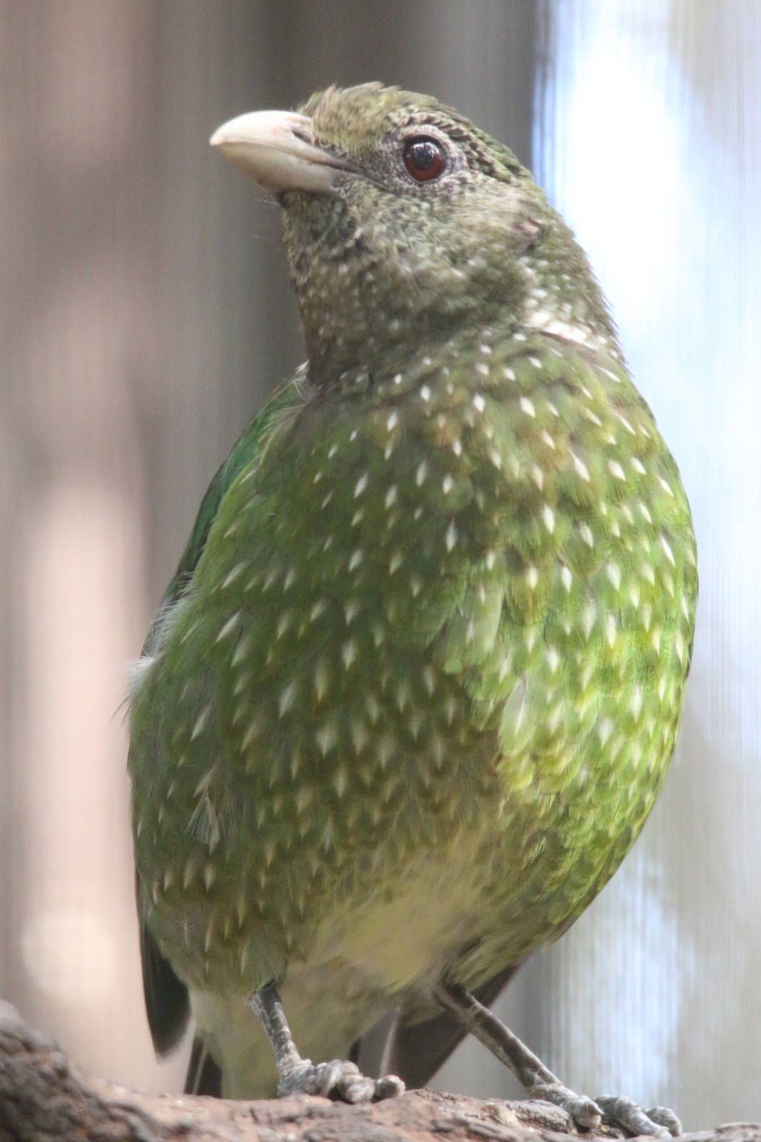 Green Catbird