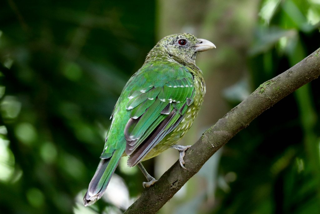 Green Catbird