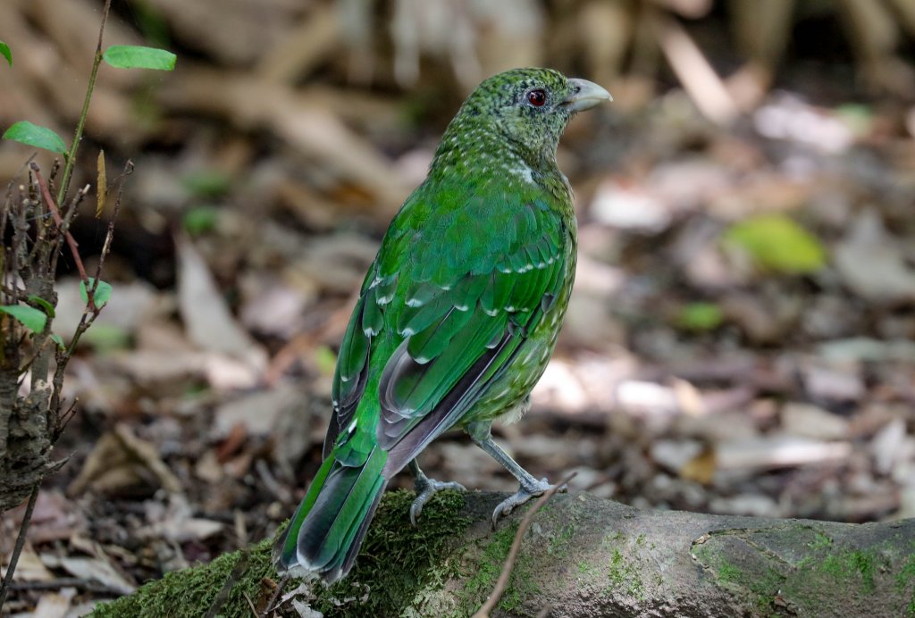 Green Catbird
