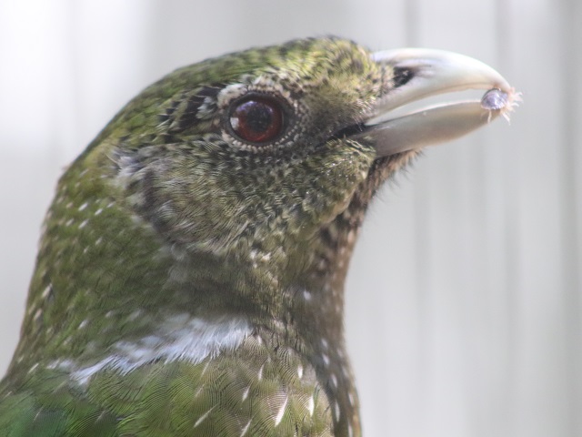 Green Catbird