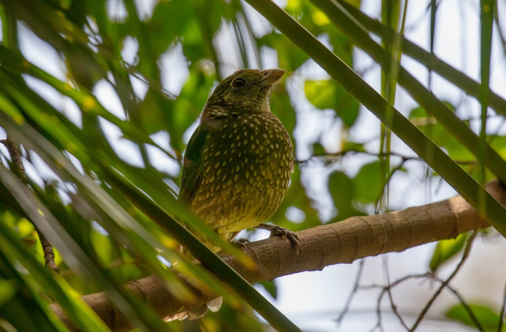 Green Catbird