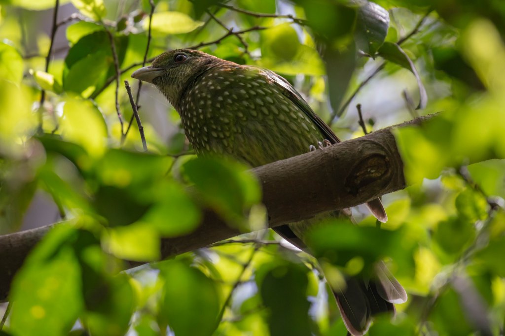 Green Catbird