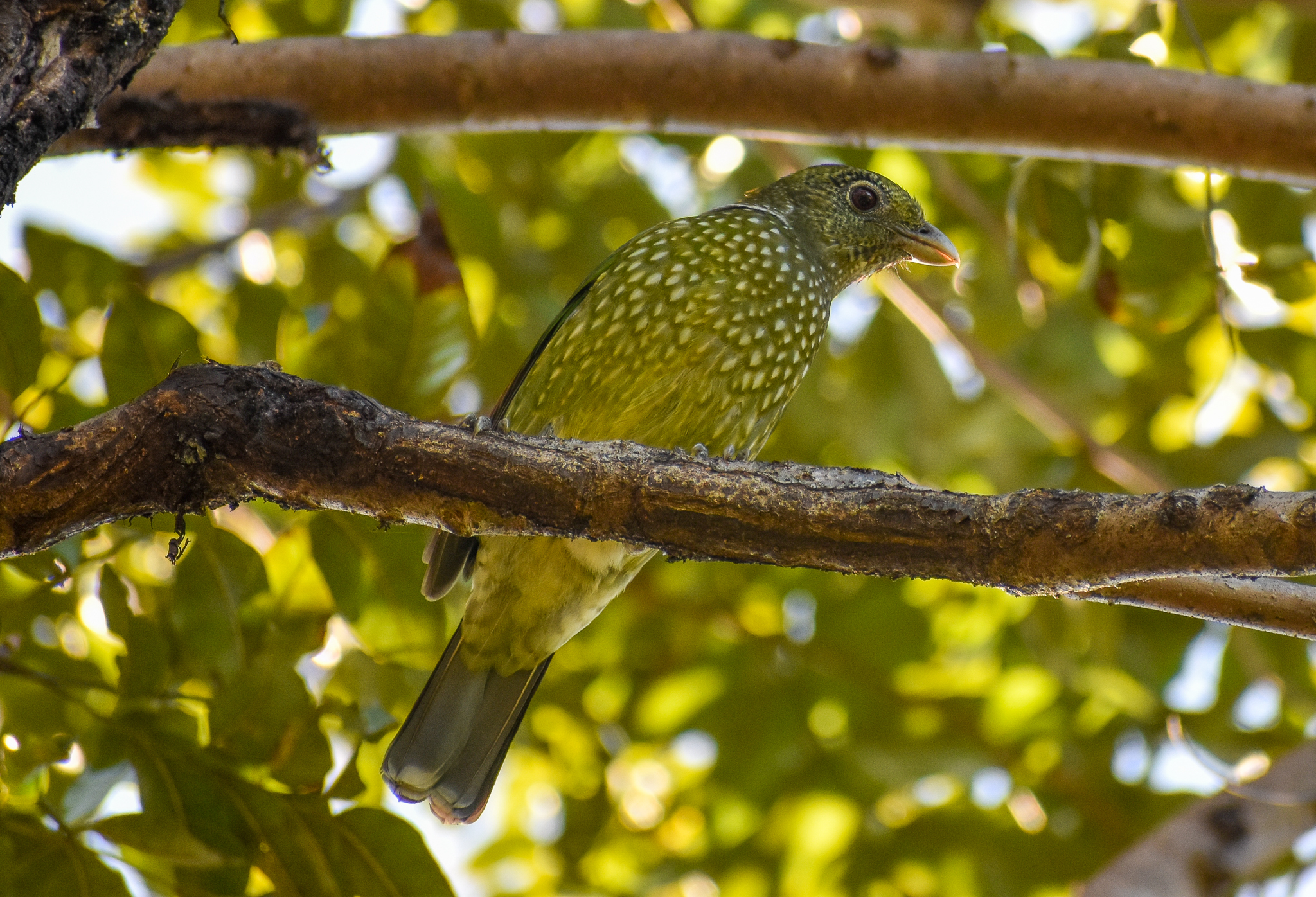 Green Catbird