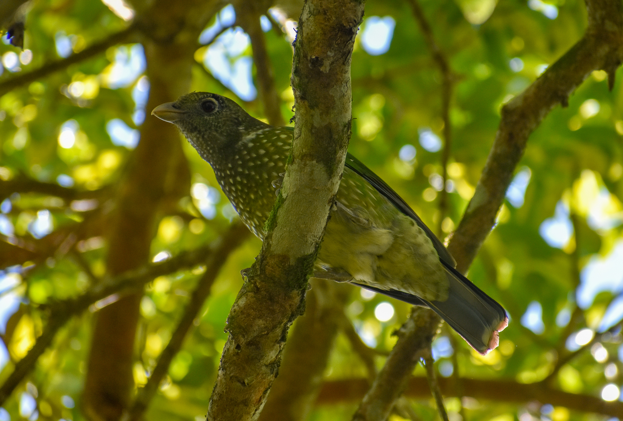 Green Catbird